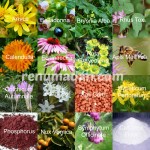 homoeopathic anti-inflammatories_wm