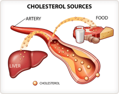 cholesterol-sources